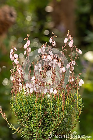 St. Dabeoc’s heath Daboecia cantabrica Irish Princess, pink flowering plant Stock Photo